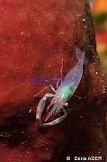 Theonella cylindrica Eponge rouge et cylindrique Thaumastocaris streptopus-Tomia Hondue Beach-16m-20180525-DADER-DSC_0276_tn